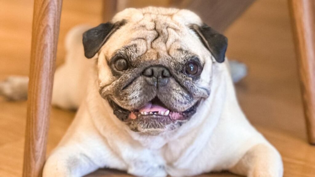 ramon, pug, carlino, la pata marketing, agencia de pet marketing en madrid