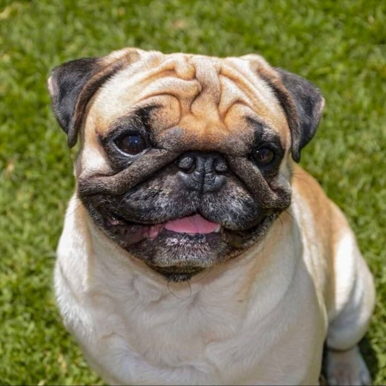 ramon, pug, carlino, la pata marketing, agencia de pet marketing en madrid