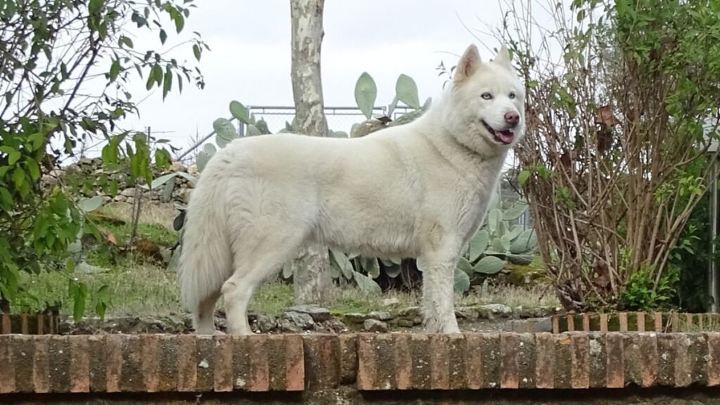 arya, husky siberiano, la pata marketing, agencia de pet marketing en madrid