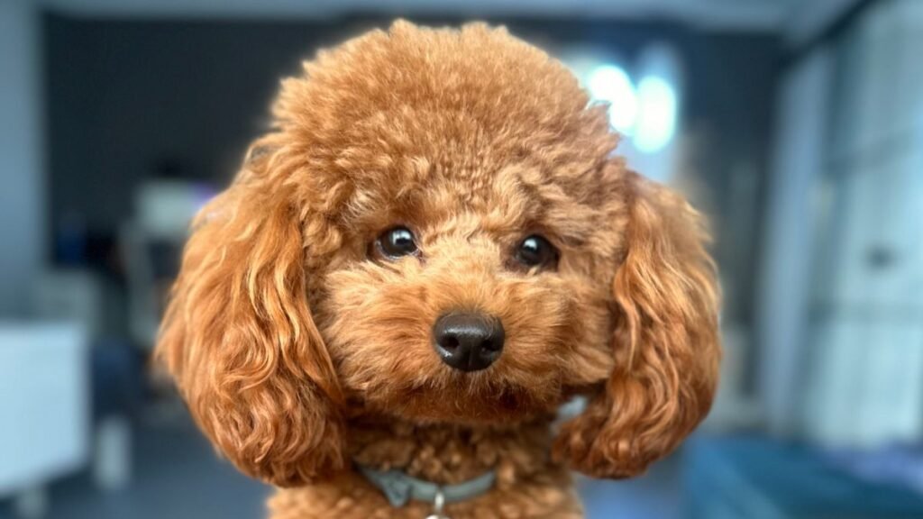 kyra, caniche, toy, la pata marketing, agencia de pet marketing en madrid
