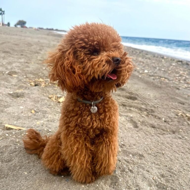 kyra, caniche, toy, la pata marketing, agencia de pet marketing en madrid