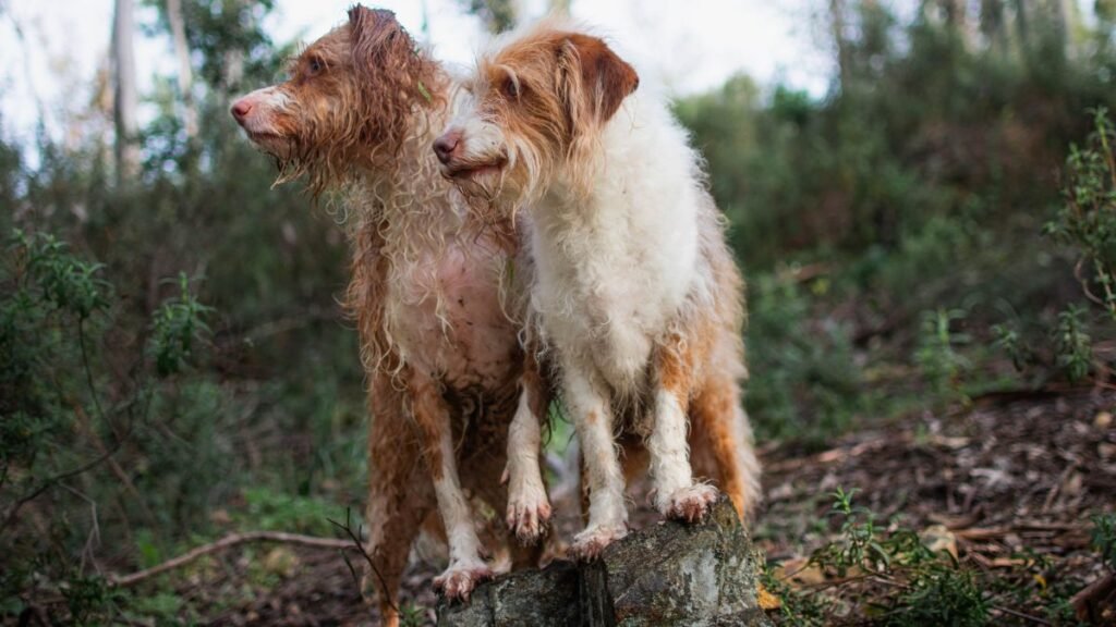 lila, frodo, mix, de, podenco, la pata marketing, agencia de pet marketing en madrid