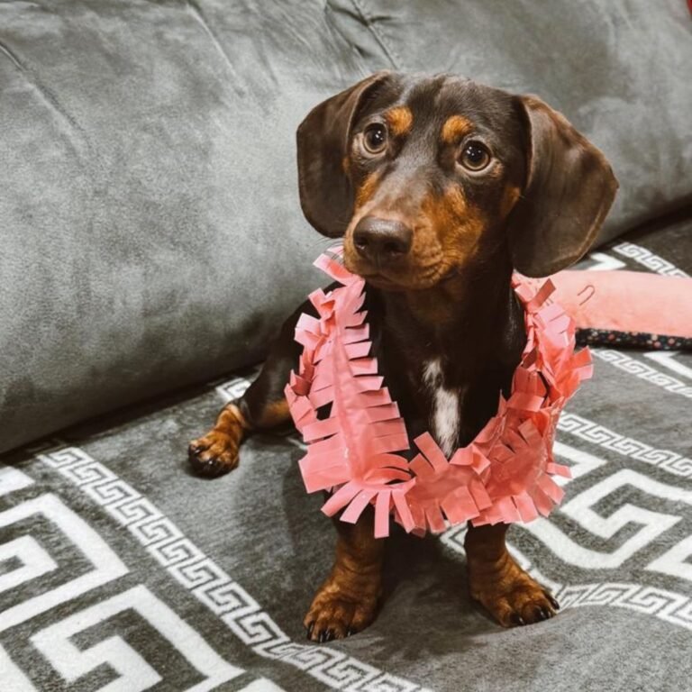 almendra, teckel, la pata marketing, agencia de pet marketing en madrid