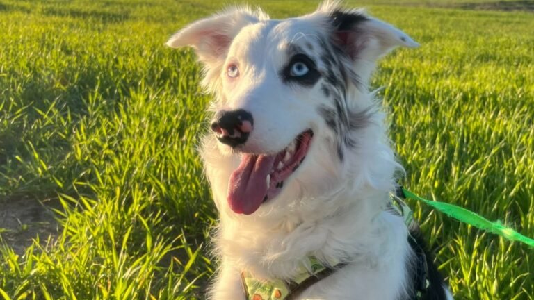 bonny, border, collie, la pata marketing, agencia de pet marketing en madrid