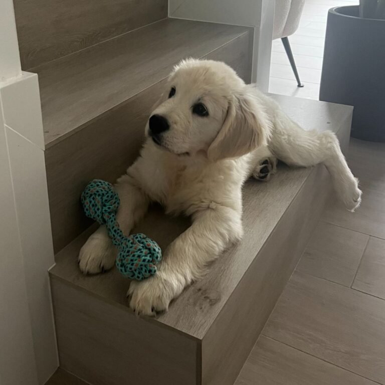 burpee, golden, retriever, la pata marketing, agencia de pet marketing en madrid
