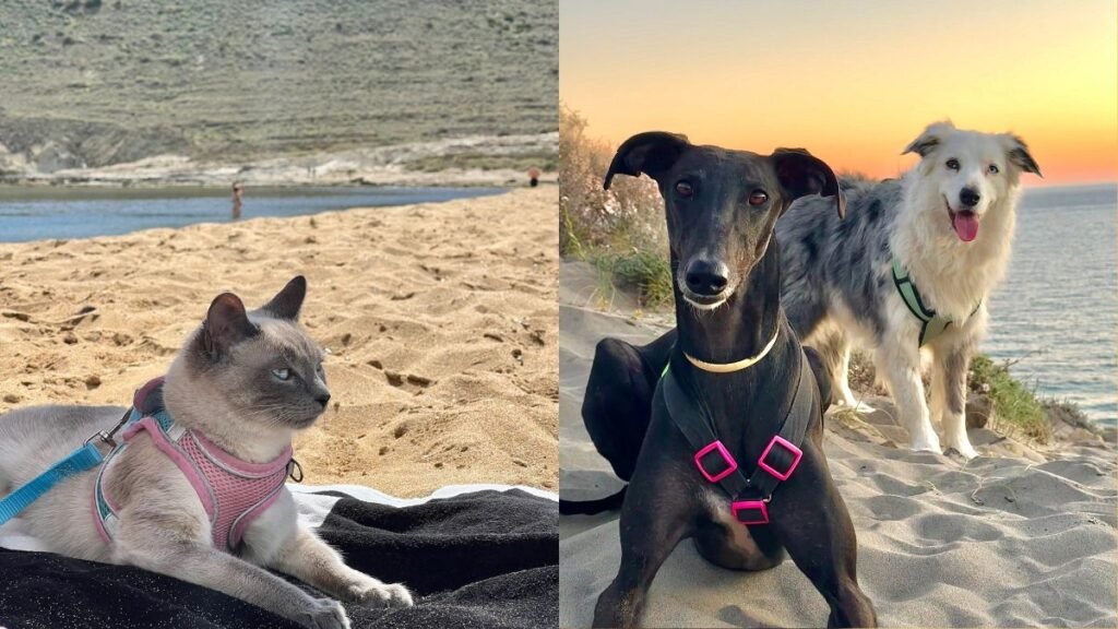lia, border, collie, indi, siames, vicky, galgo, la pata marketing, agencia de pet marketing en madrid