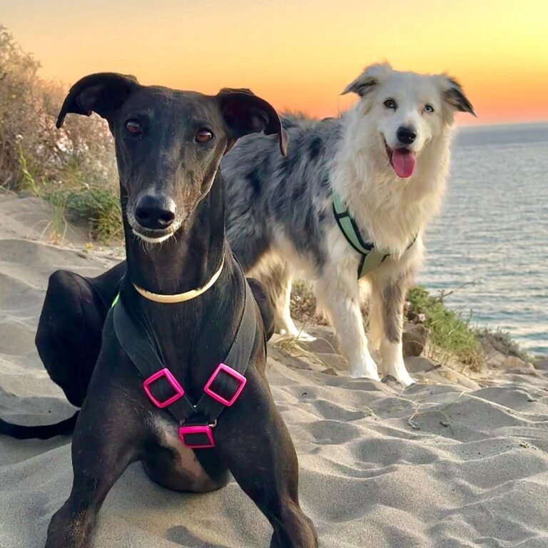 lia, border, collie, indi, siames, vicky, galgo, la pata marketing, agencia de pet marketing en madrid