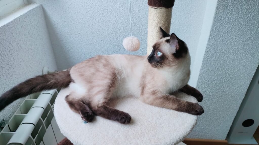 lukas, siames, la pata marketing, agencia de pet marketing en madrid