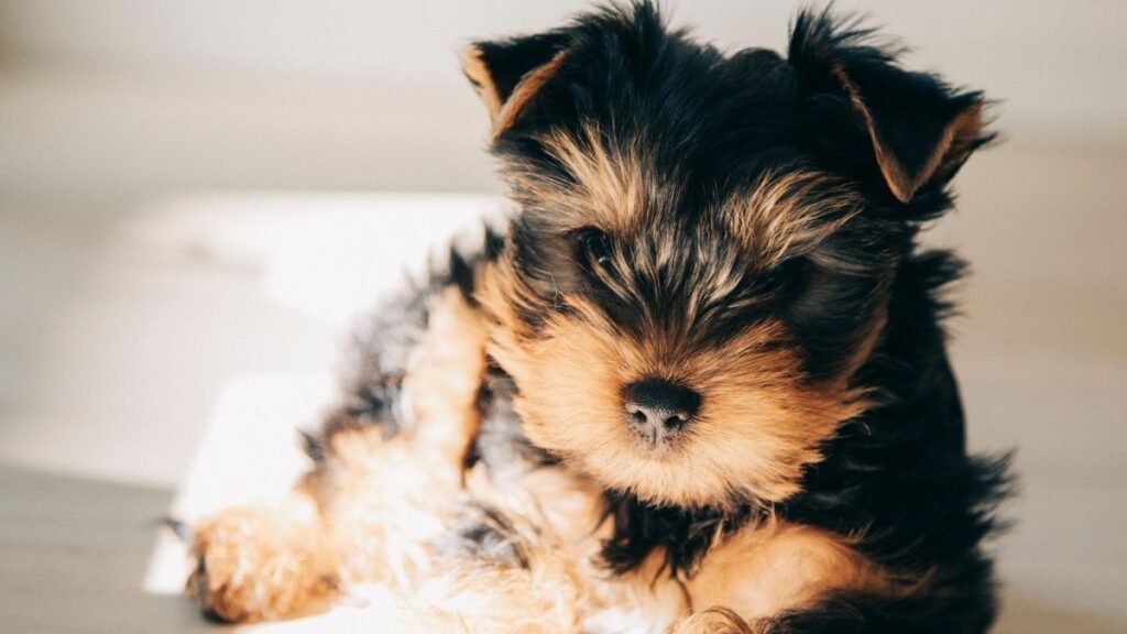 teodoro, yorkshire, la pata marketing, agencia de pet marketing en madrid