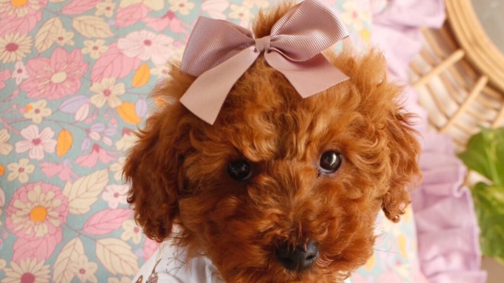 bloom, caniche, toy, la pata marketing, agencia de pet marketing en madrid