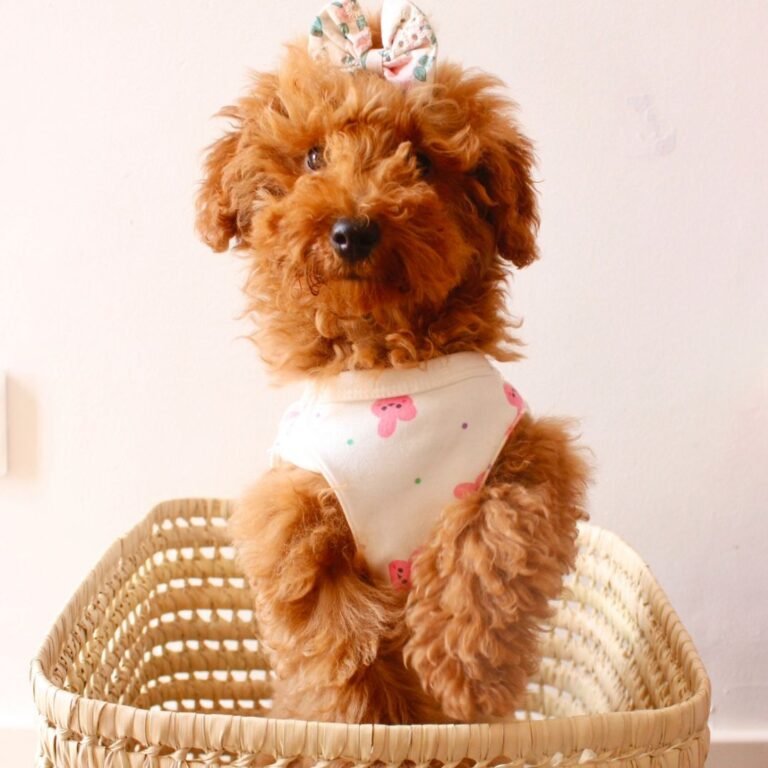 bloom, caniche, toy, la pata marketing, agencia de pet marketing en madrid