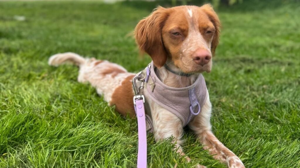 chai, spaniel, breton, la pata marketing, agencia de pet marketing en madrid