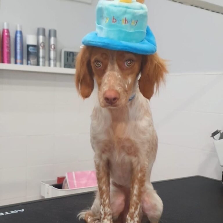 chai, spaniel, breton, la pata marketing, agencia de pet marketing en madrid