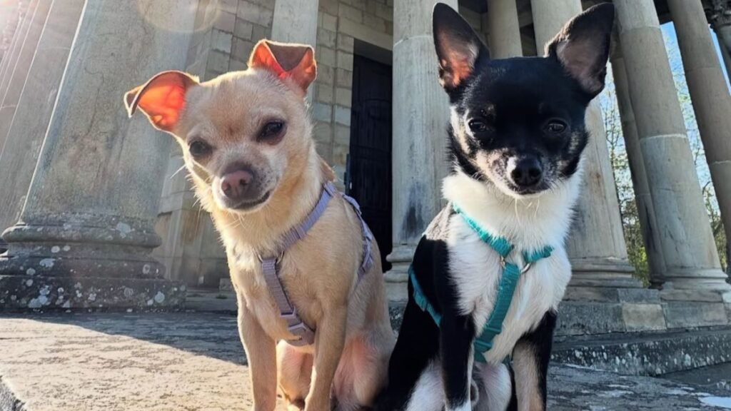 coco, y, goofy, perros, raza, chihuahua, la pata marketing, agencia de pet marketing en madrid