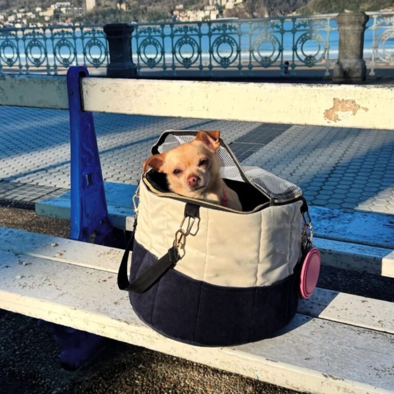 coco, y, goofy, perros, raza, chihuahua, la pata marketing, agencia de pet marketing en madrid