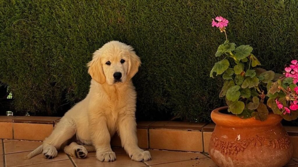 golfo, golden, retriever, la pata marketing, agencia de pet marketing en madrid