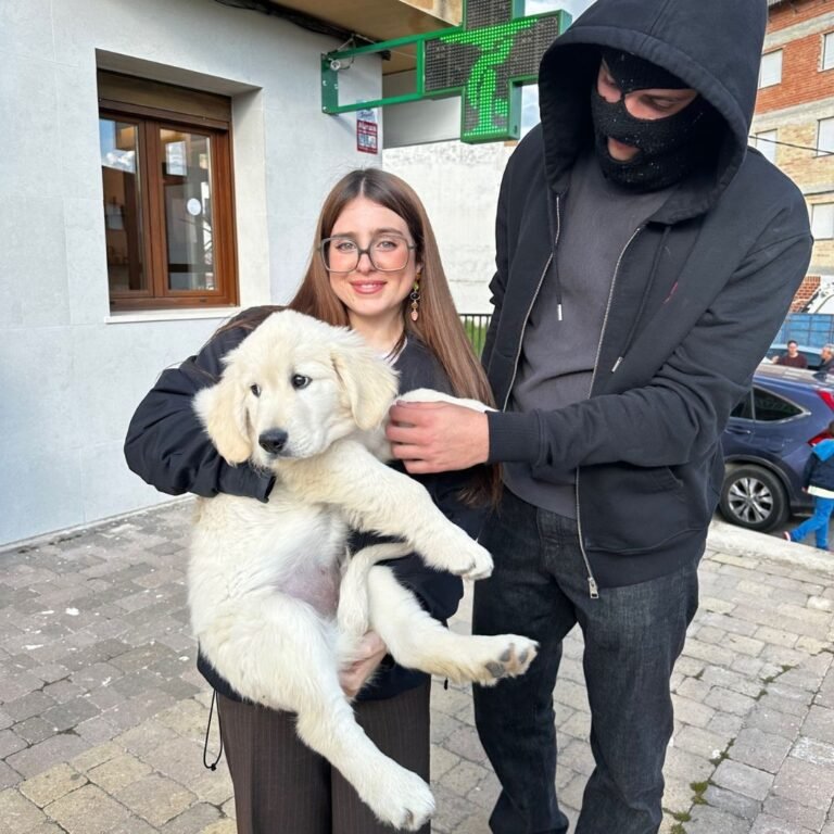 golfo, golden, retriever, la pata marketing, agencia de pet marketing en madrid