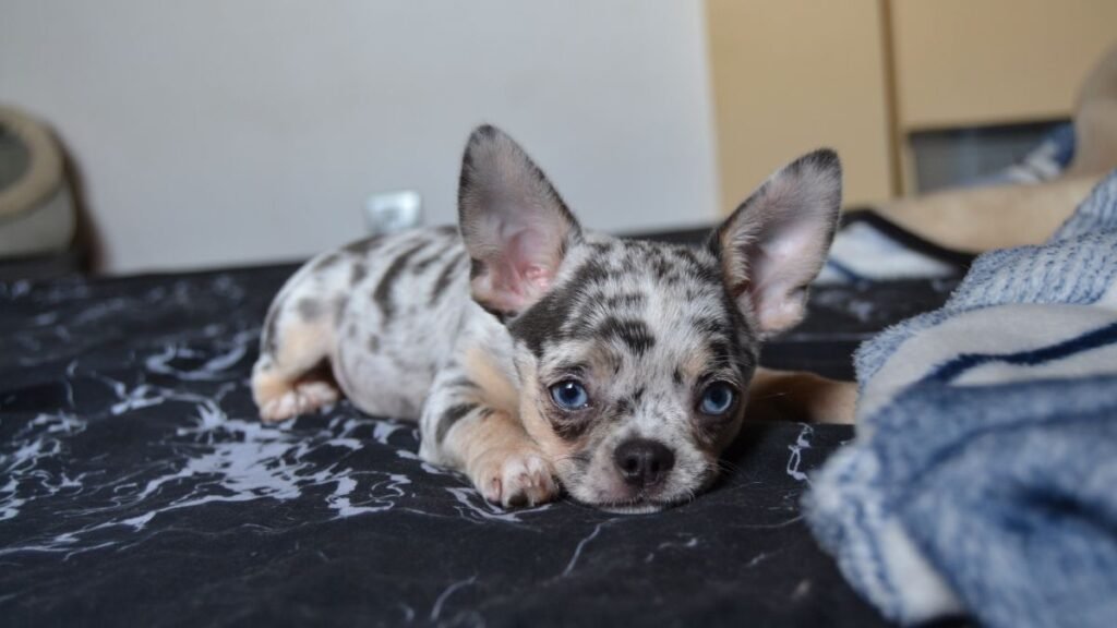 merlin, chihuahua, blue, merle, la pata marketing, agencia de pet marketing en madrid