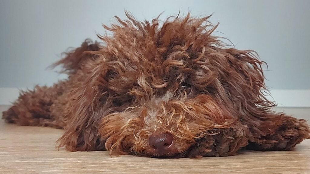 pepe, caniche, toy, chocolate, la pata marketing, agencia de pet marketing en madrid