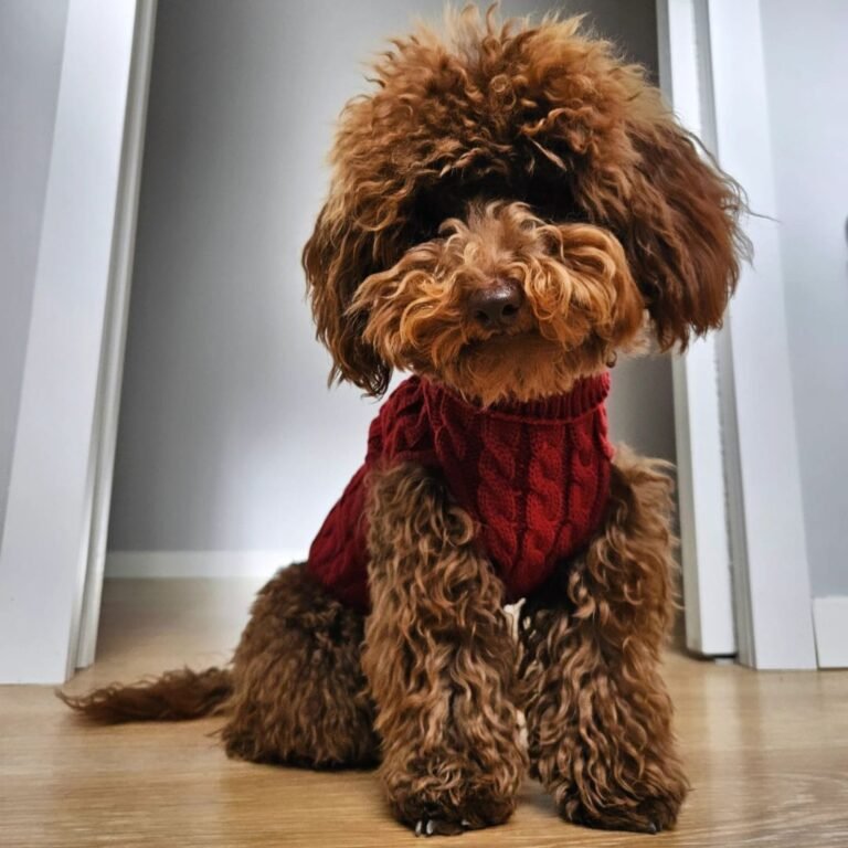 pepe, caniche, toy, chocolate, la pata marketing, agencia de pet marketing en madrid