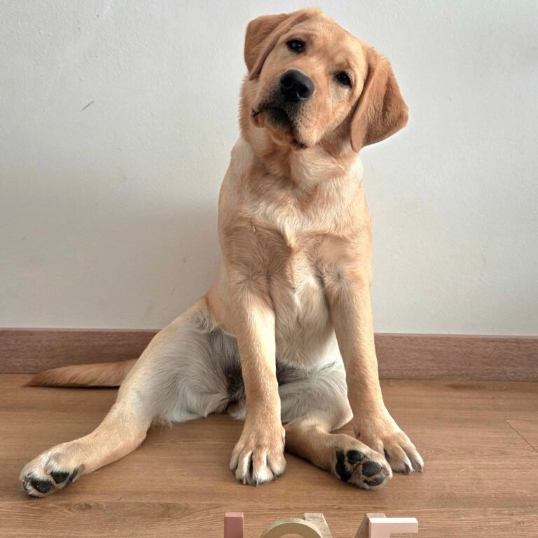 Jana, perra de asistencia raza Labrador en La Pata Marketing