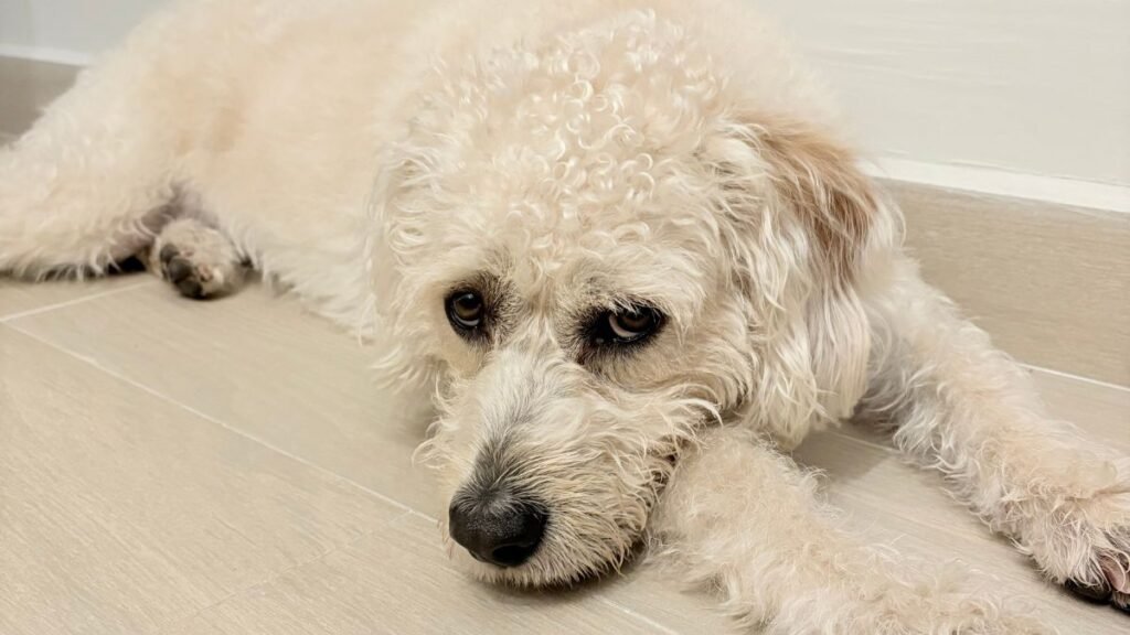lilo, perro adoptado, la pata marketing, agencia de pet marketing en madrid