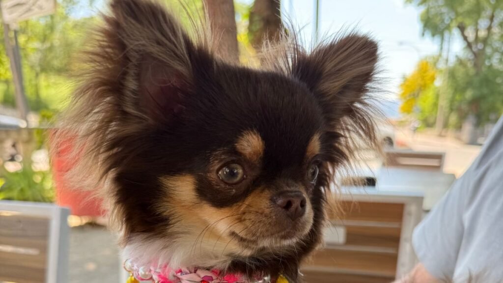 lolita, chihuahua toy de pelo largo, la pata marketing, agencia de pet marketing en madrid