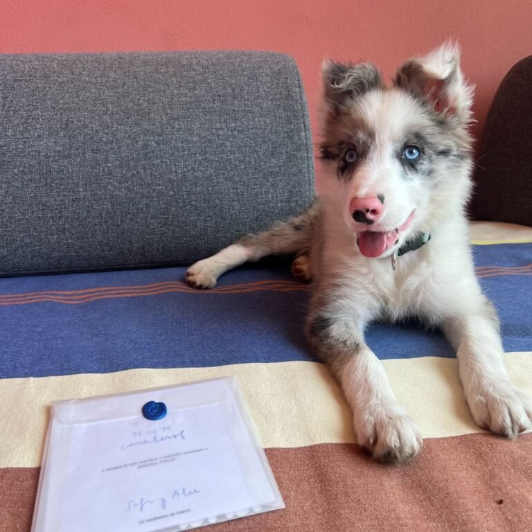 mamba, border collie, la pata marketing, agencia de pet marketing en madrid