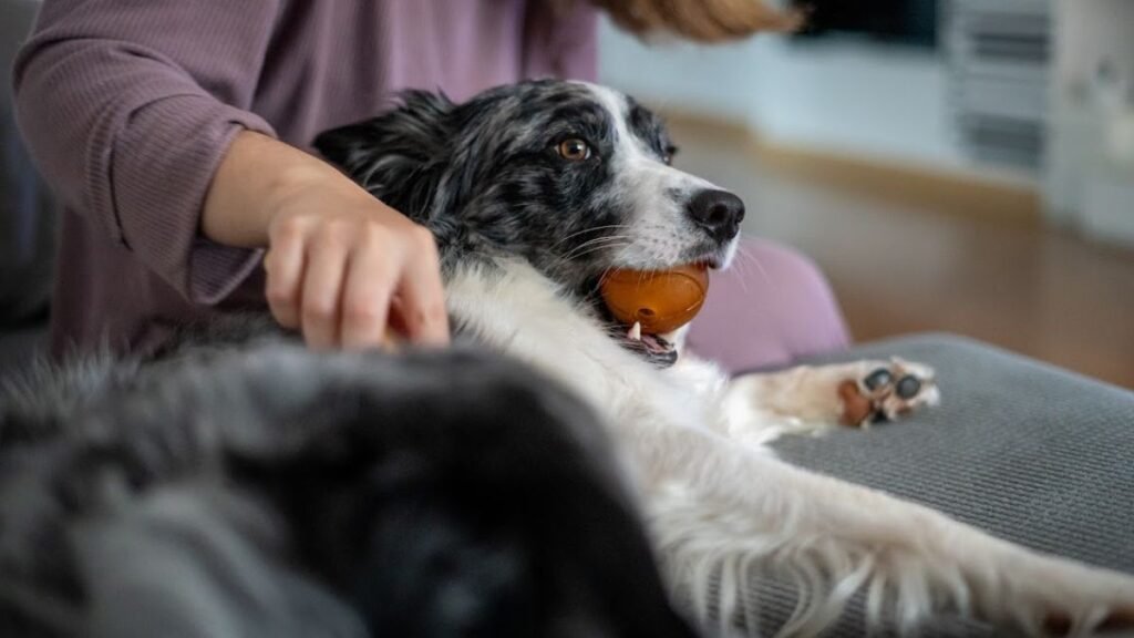 border collie tumbado feliz