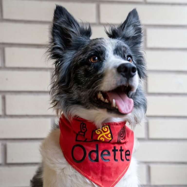 odette, perros españa