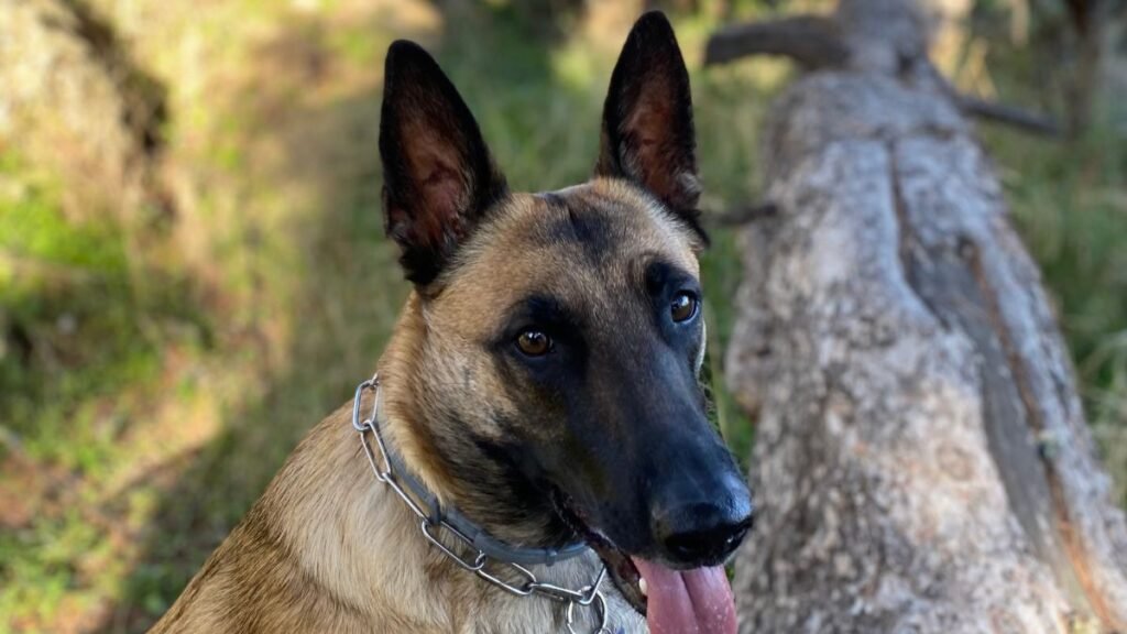 yasmin, malibu, pastor, malinois, la pata marketing, agencia de pet marketing en madrid