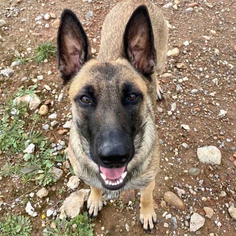 yasmin, malibu, pastor, malinois, la pata marketing, agencia de pet marketing en madrid