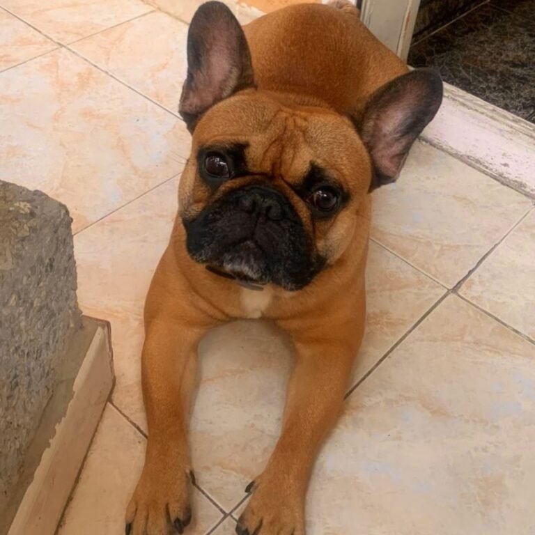 Coco The Frenchie, Bulldog Francés, modelo perruno de La Pata Marketing, agencia de pet marketing en Madrid, fundada por Gabriela Rivera