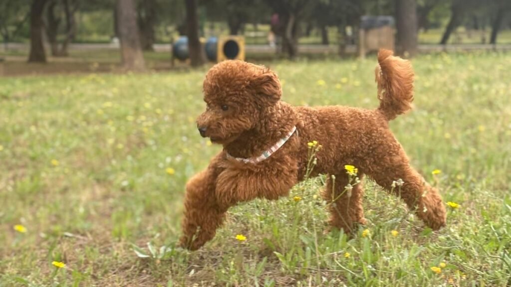 Dakota, Caniche Toy, modelo perruno de La Pata Marketing, agencia de pet marketing en Madrid, fundada por Gabriela Rivera