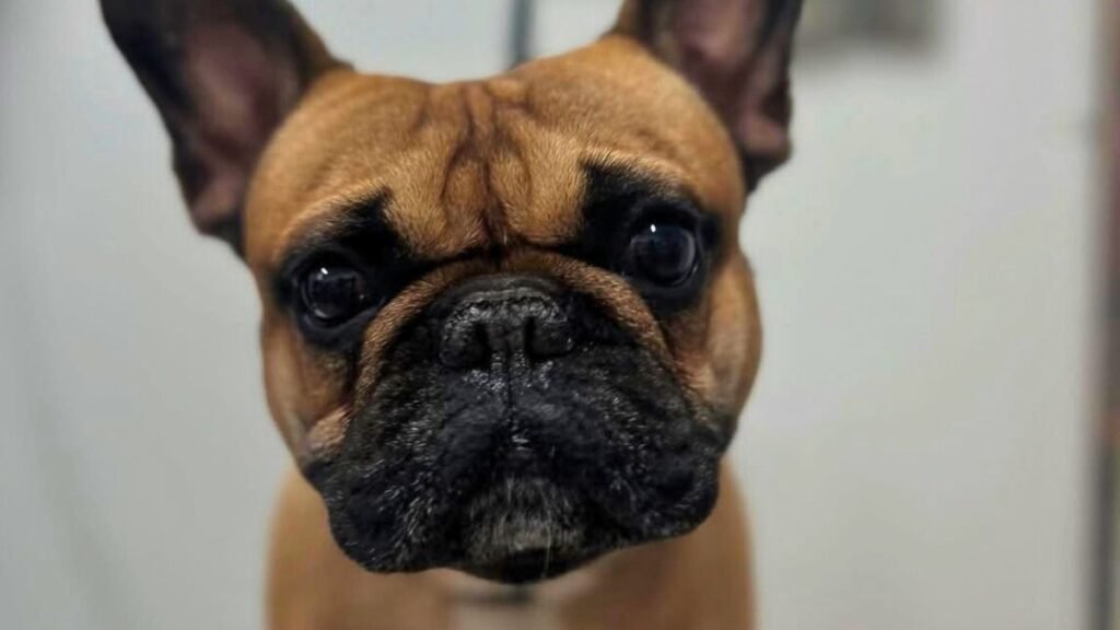 Coco The Frenchie, Bulldog Francés en La Pata Marketing