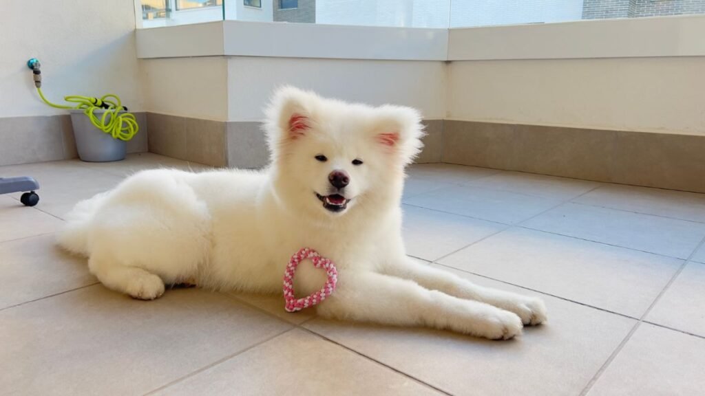 Hachiko, Akita Inu, modelo perruno de La Pata Marketing, agencia de pet marketing en Madrid, fundada por Gabriela Rivera