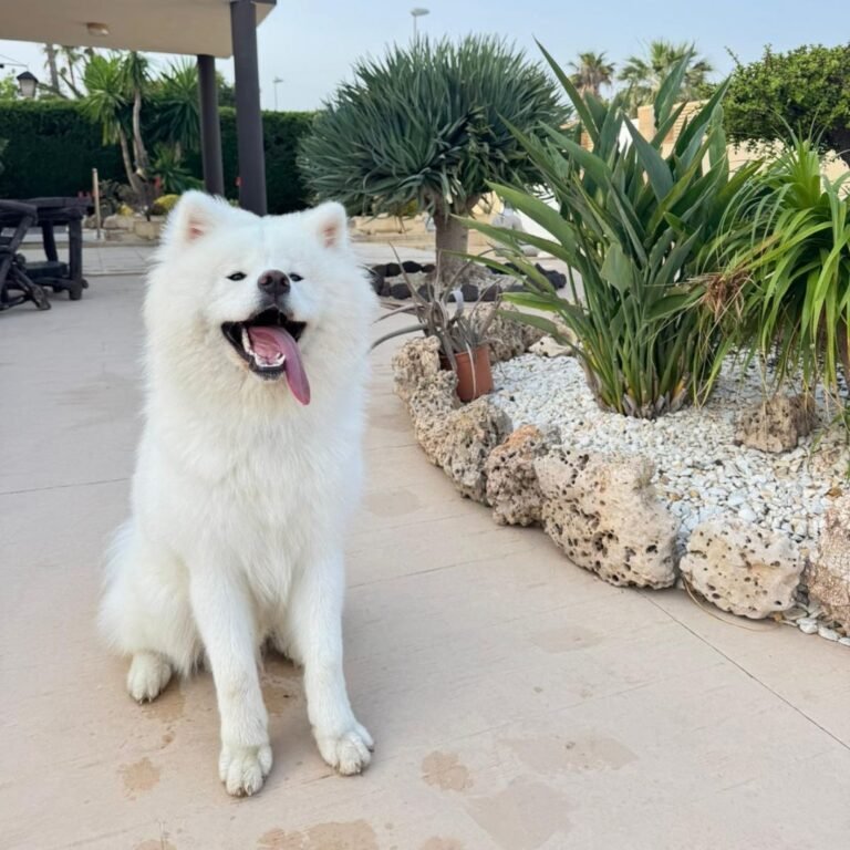 Hachiko, Akita Inu en La Pata Marketing