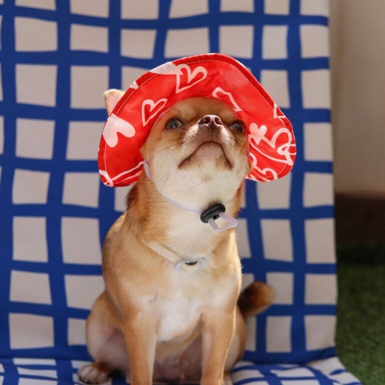 Kika, perra Chihuahua en La Pata Marketing