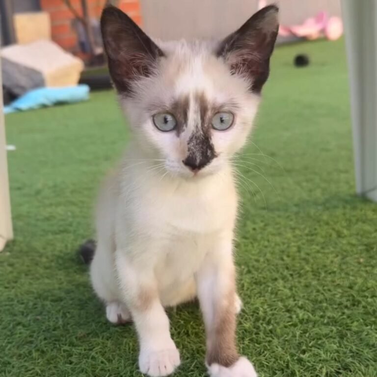 Nala, gata adoptada en La Pata Marketing
