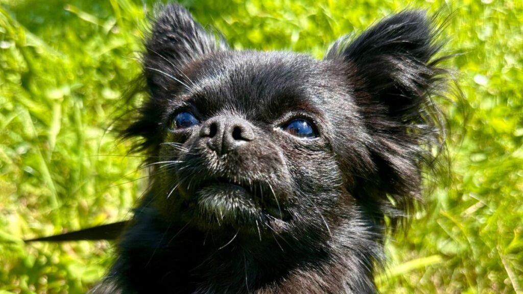 Nitze, Chihuahua pelo largo, modelo perruno de La Pata Marketing, agencia de pet marketing en Madrid, fundada por Gabriela Rivera