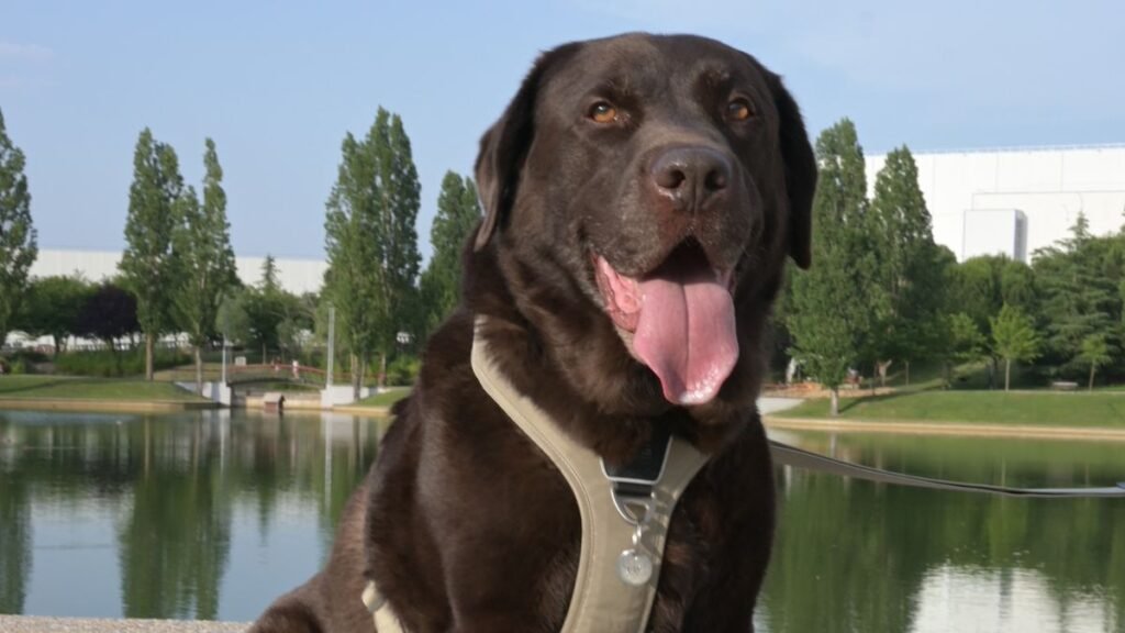 Tayson, Labrador, modelo perruno de La Pata Marketing, agencia de pet marketing en Madrid, fundada por Gabriela Rivera
