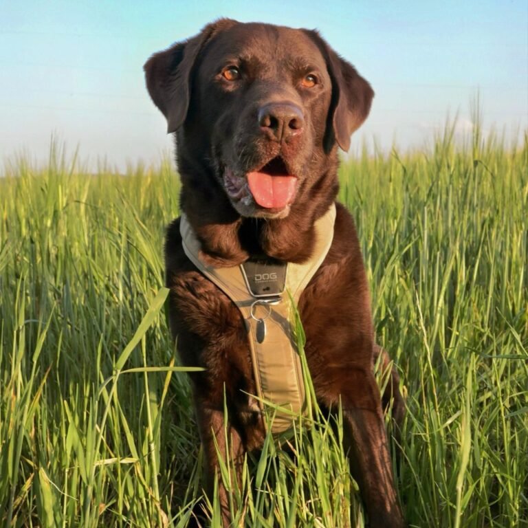 Tayson, perro Labrador en La Pata Marketing