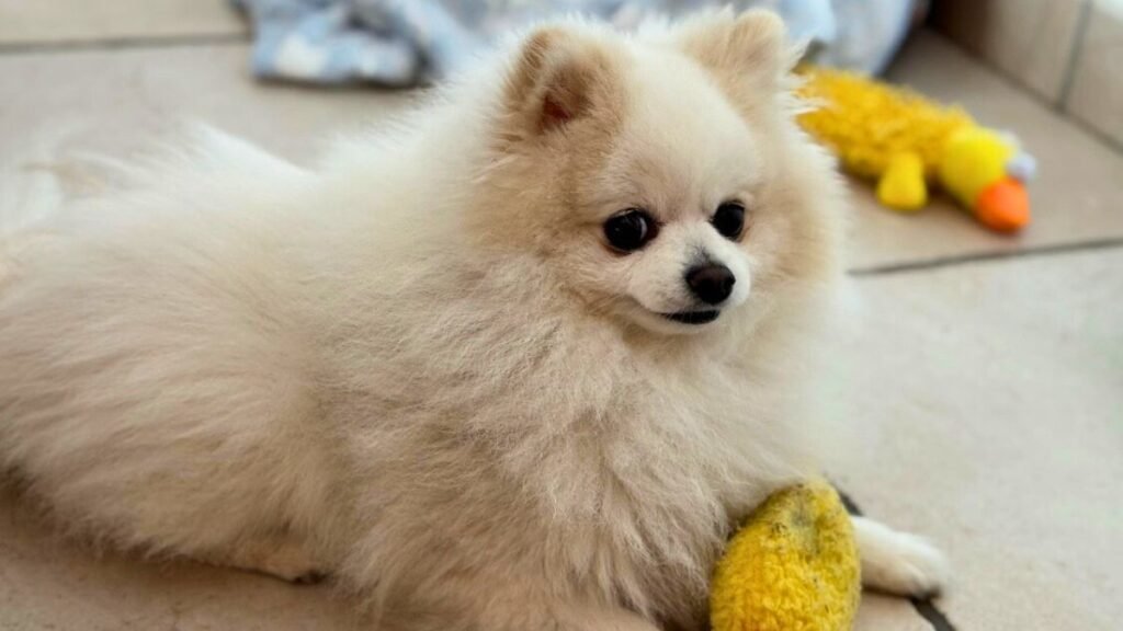 Coco Lobito, perro Pomerania, modelo perruno de La Pata Marketing, agencia de pet marketing en Madrid, fundada por Gabriela Rivera