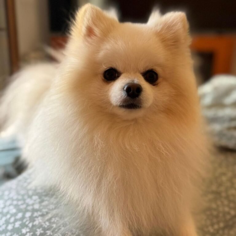 Coco Lobito, perro Pomerania en La Pata Marketing