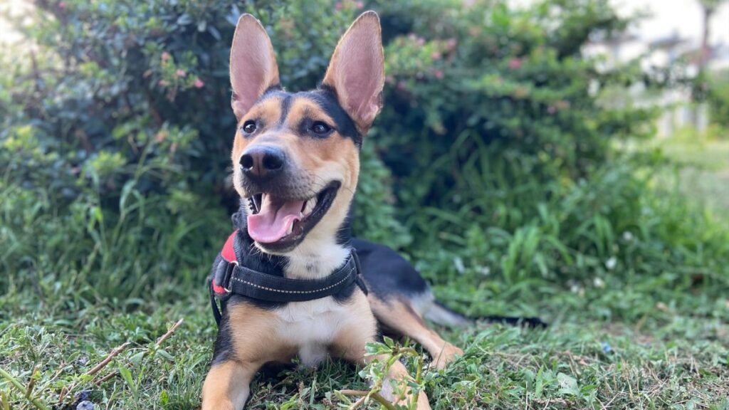 Kora La Mestiza, perra mestiza, modelo perruna de La Pata Marketing, agencia de pet marketing en Madrid, fundada por Gabriela Rivera