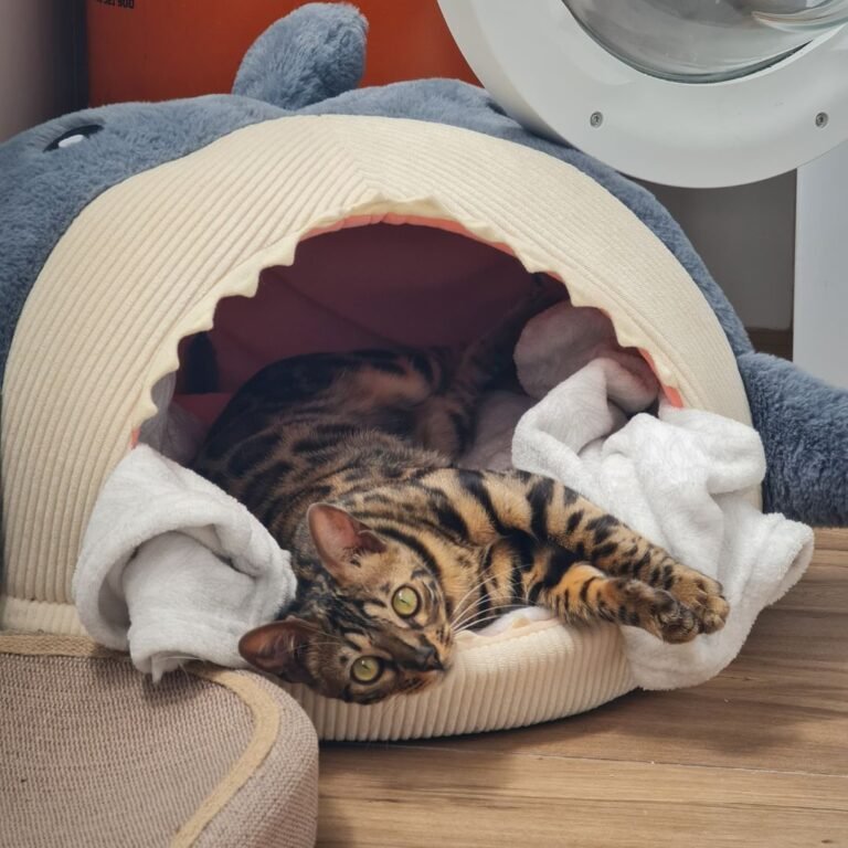 Masha, gata bengalí en La Pata Marketing