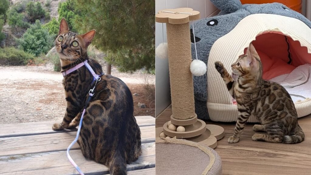 Masha y Nina, gatas bengalíes, modelo perruna de La Pata Marketing, agencia de pet marketing en Madrid, fundada por Gabriela Rivera