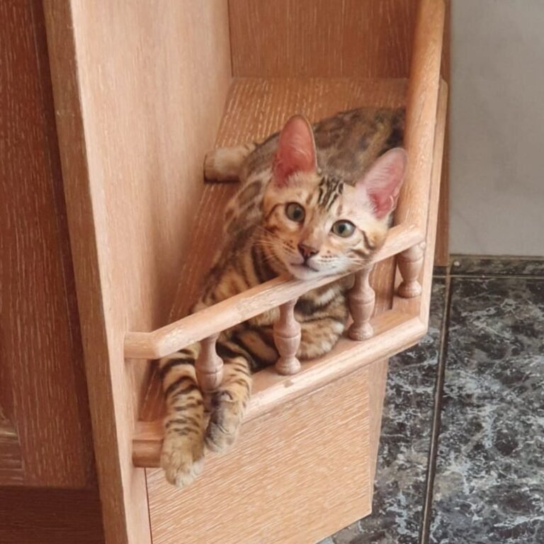 Nina, gata bengalí en La Pata Marketing