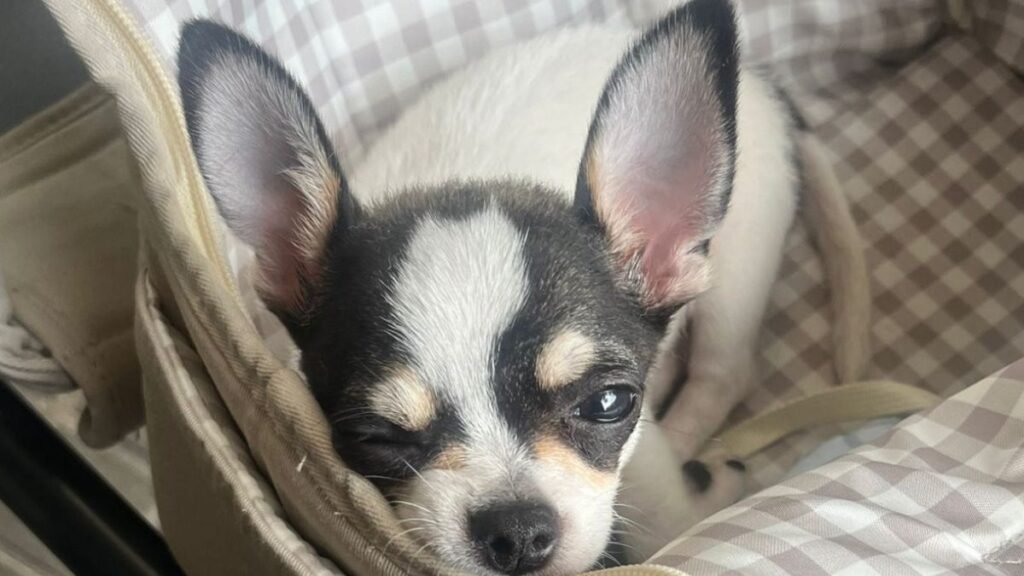 Stitch, Chihuahua, modelo perruno de La Pata Marketing, agencia de pet marketing en Madrid, fundada por Gabriela Rivera