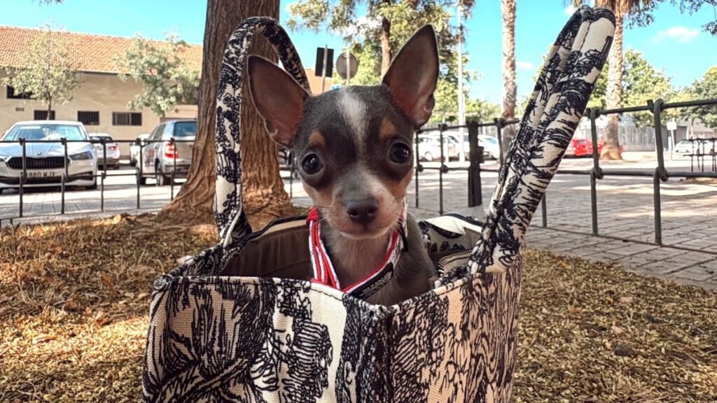 Stitch, Chihuahua Toy, modelo perruno de La Pata Marketing, agencia de pet marketing en Madrid, fundada por Gabriela Rivera